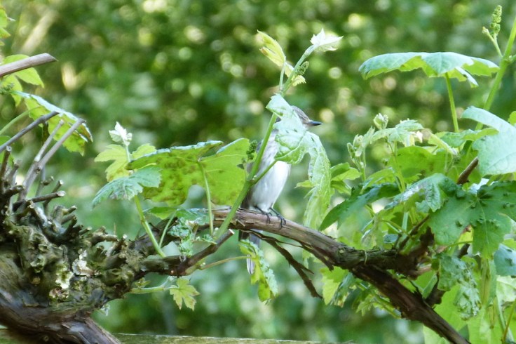 rudi und die piepmätze - 1 (1)