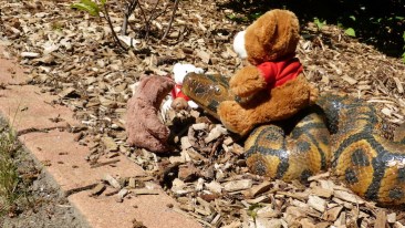 rudi und die piepmätze - 4