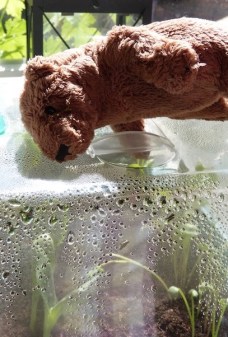 rudi und die piepmätze - 7