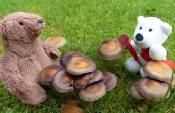 Herbstanfang2017 - 5