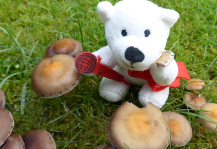 Herbstanfang2017 - 6